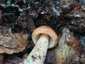 Rőt selyemgomba (Amanita fulva), Zemplén